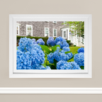 Edgartown Hydrangea Collection Prints - Grey Shingle Rising