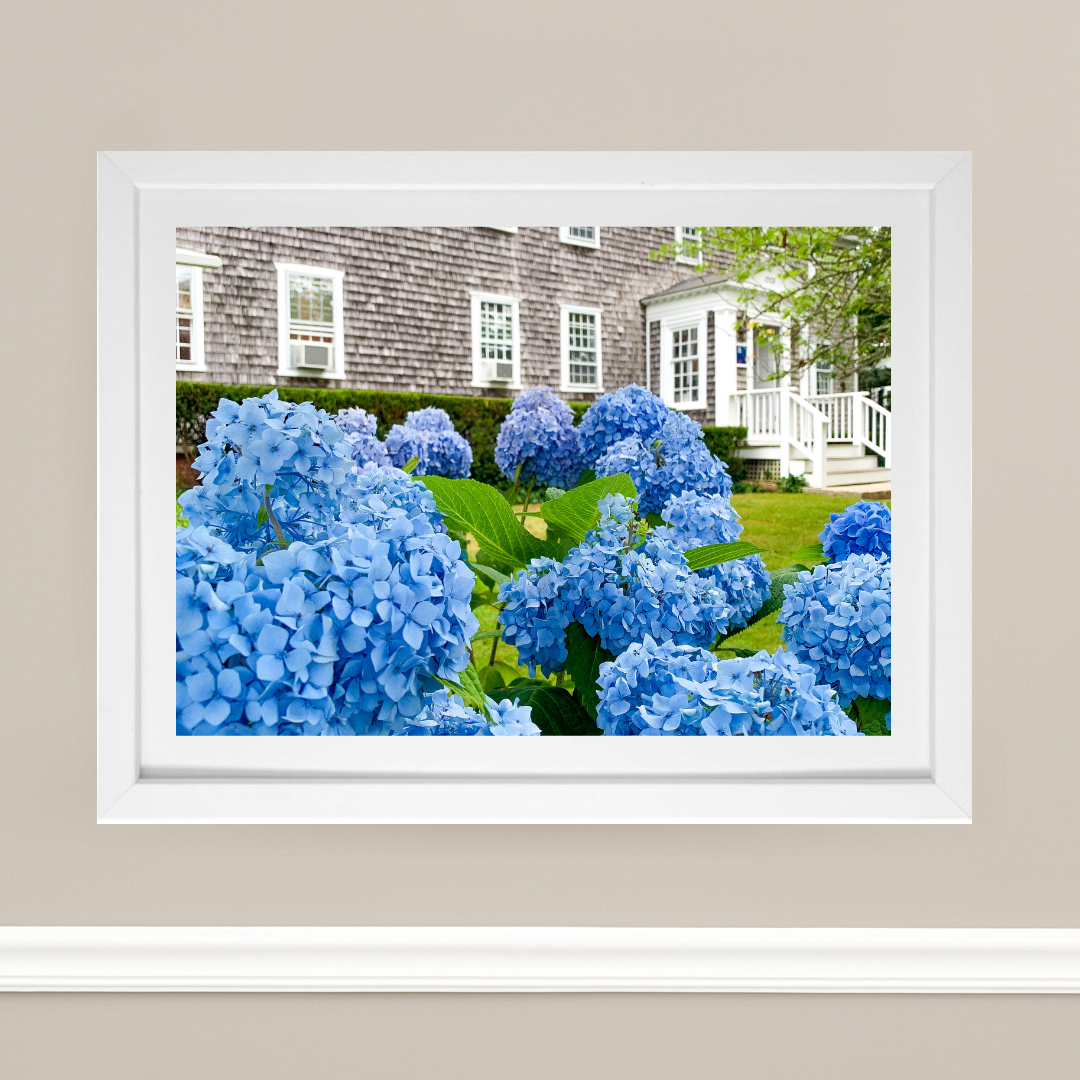 Edgartown Hydrangea Collection Prints - Grey Shingle Rising