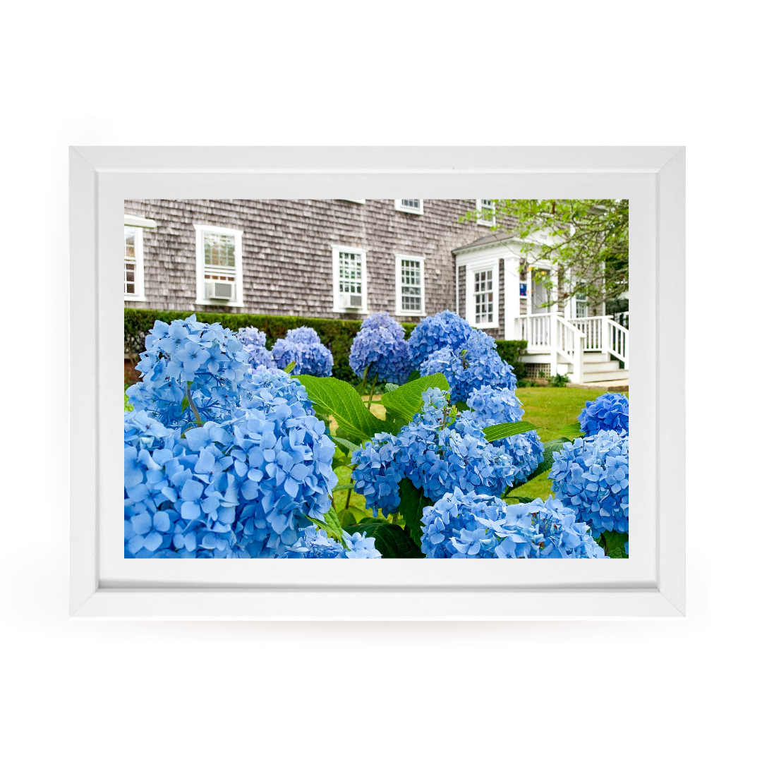 Edgartown Hydrangea Collection Prints - Grey Shingle Rising