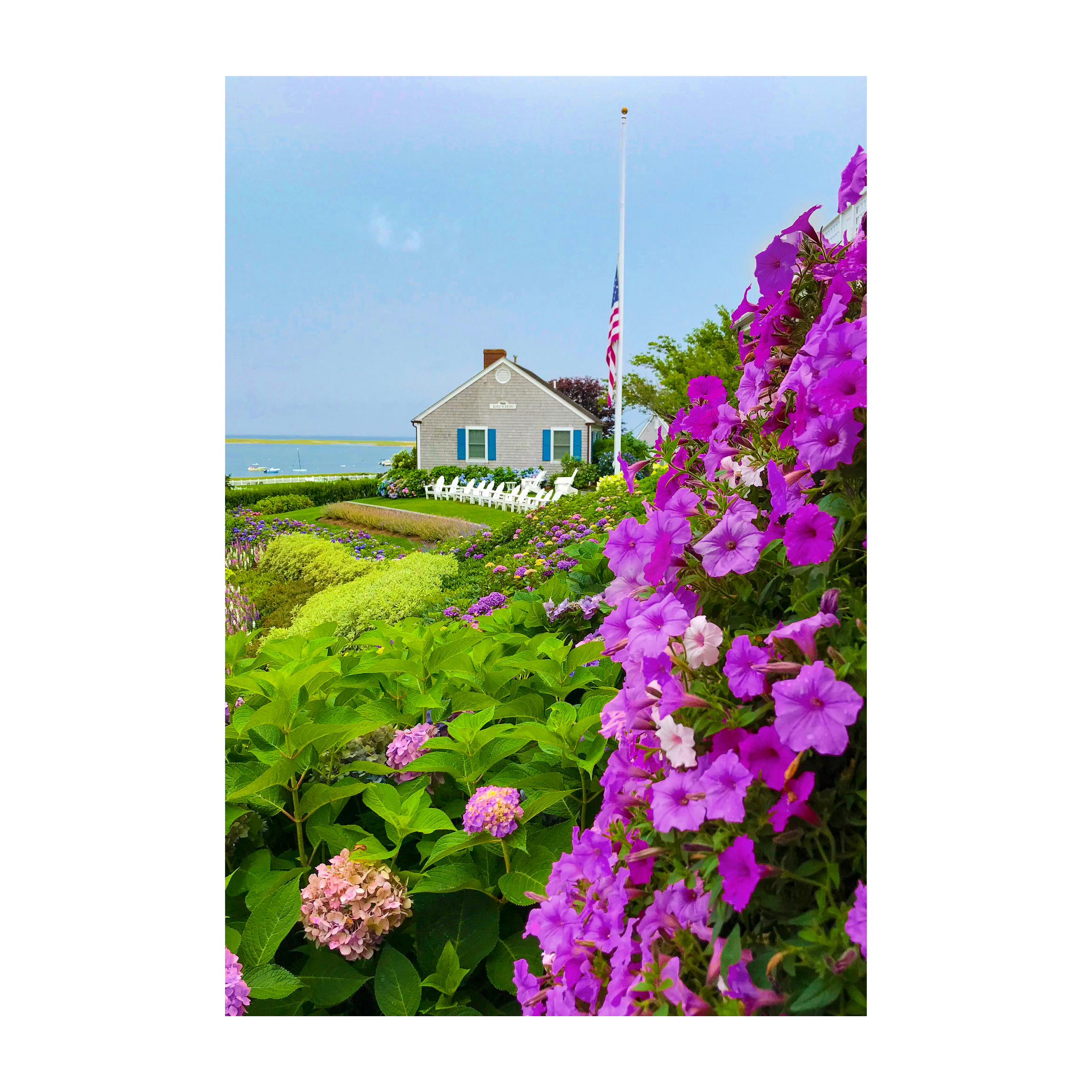Chatham Hydrangea Collection - Chatham Bars Inn