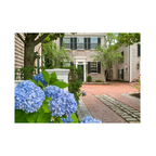 Edgartown Hydrangea Collection Prints - Summer Street Blues