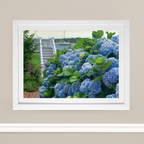 Edgartown Hydrangea Collection Prints - Bay Breeze