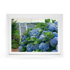 Edgartown Hydrangea Collection Prints - Bay Breeze
