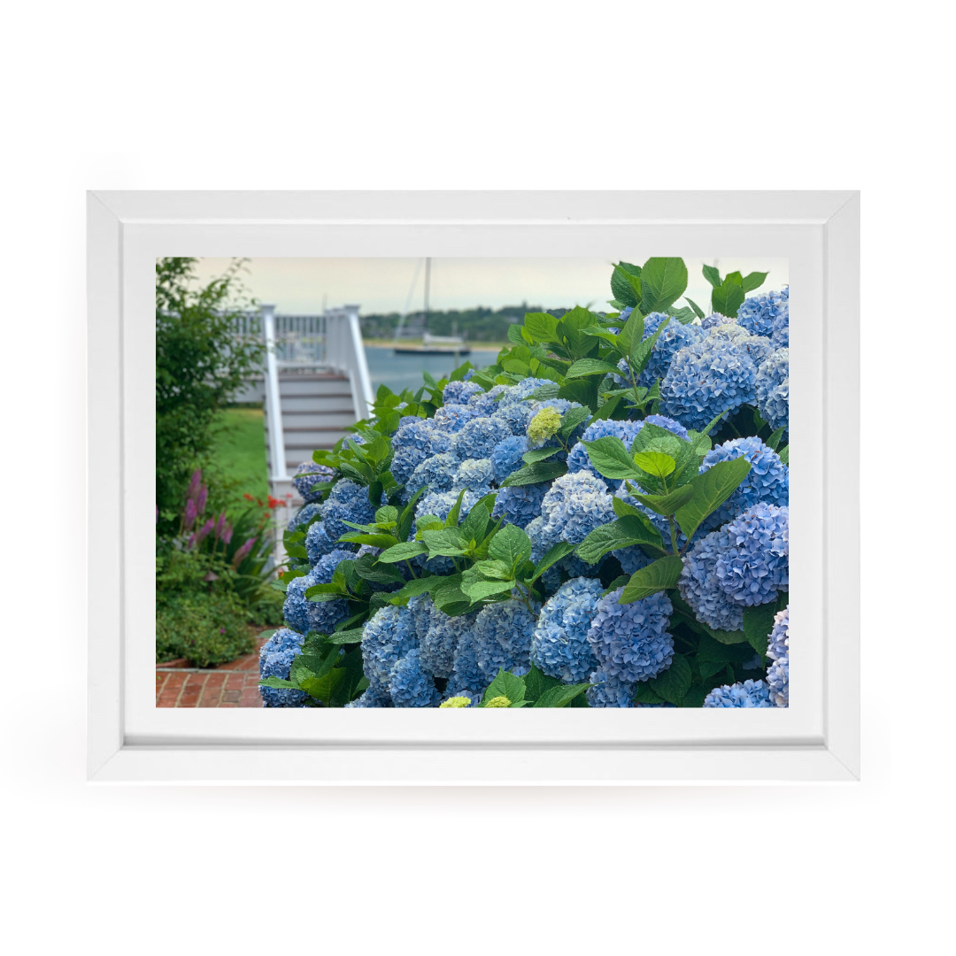 Edgartown Hydrangea Collection Prints - Bay Breeze