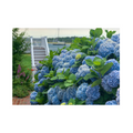 Edgartown Hydrangea Collection Prints - Bay Breeze