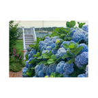Edgartown Hydrangea Collection Prints - Bay Breeze