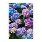 Hydrangea Heaven