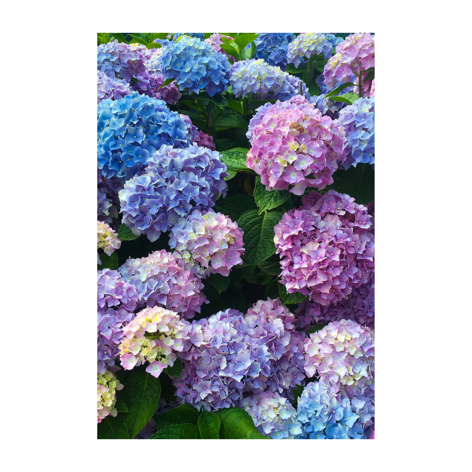 Hydrangea Heaven