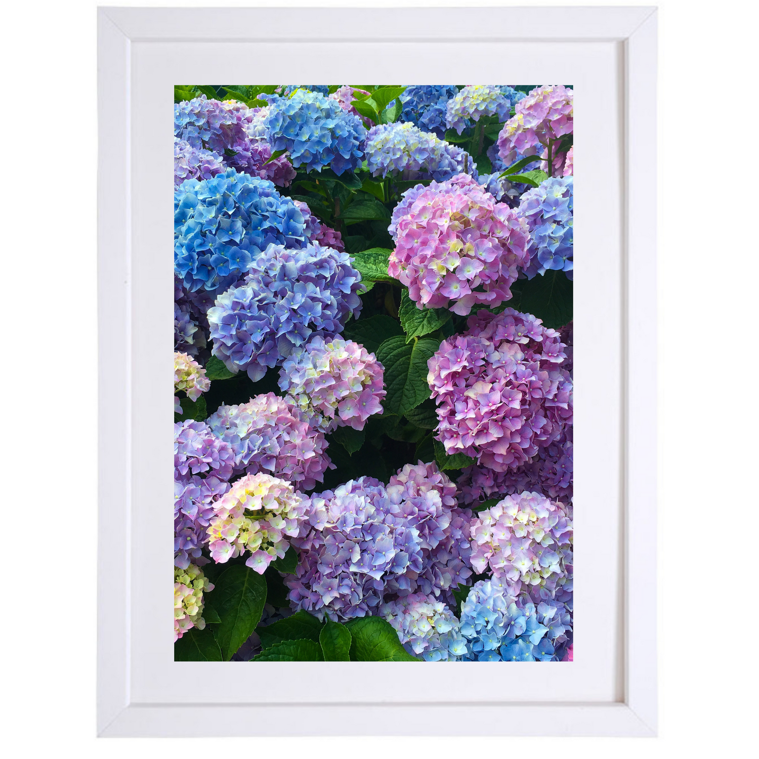 Hydrangea Heaven