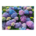 Hydrangea Heaven