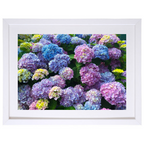 Hydrangea Heaven