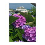 Hydrangea Ferry