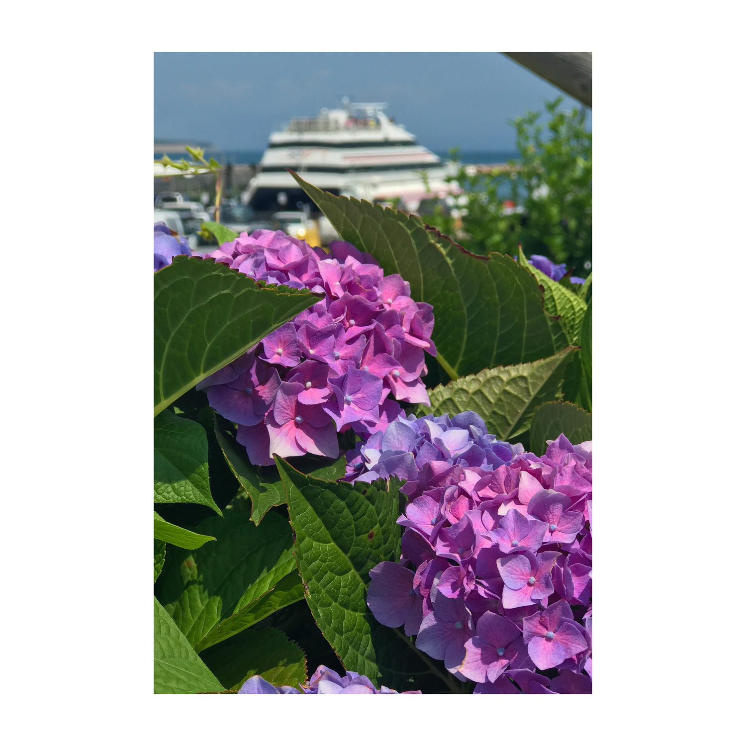 Hydrangea Ferry