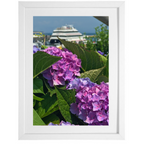 Hydrangea Ferry