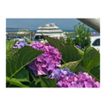 Hydrangea Ferry