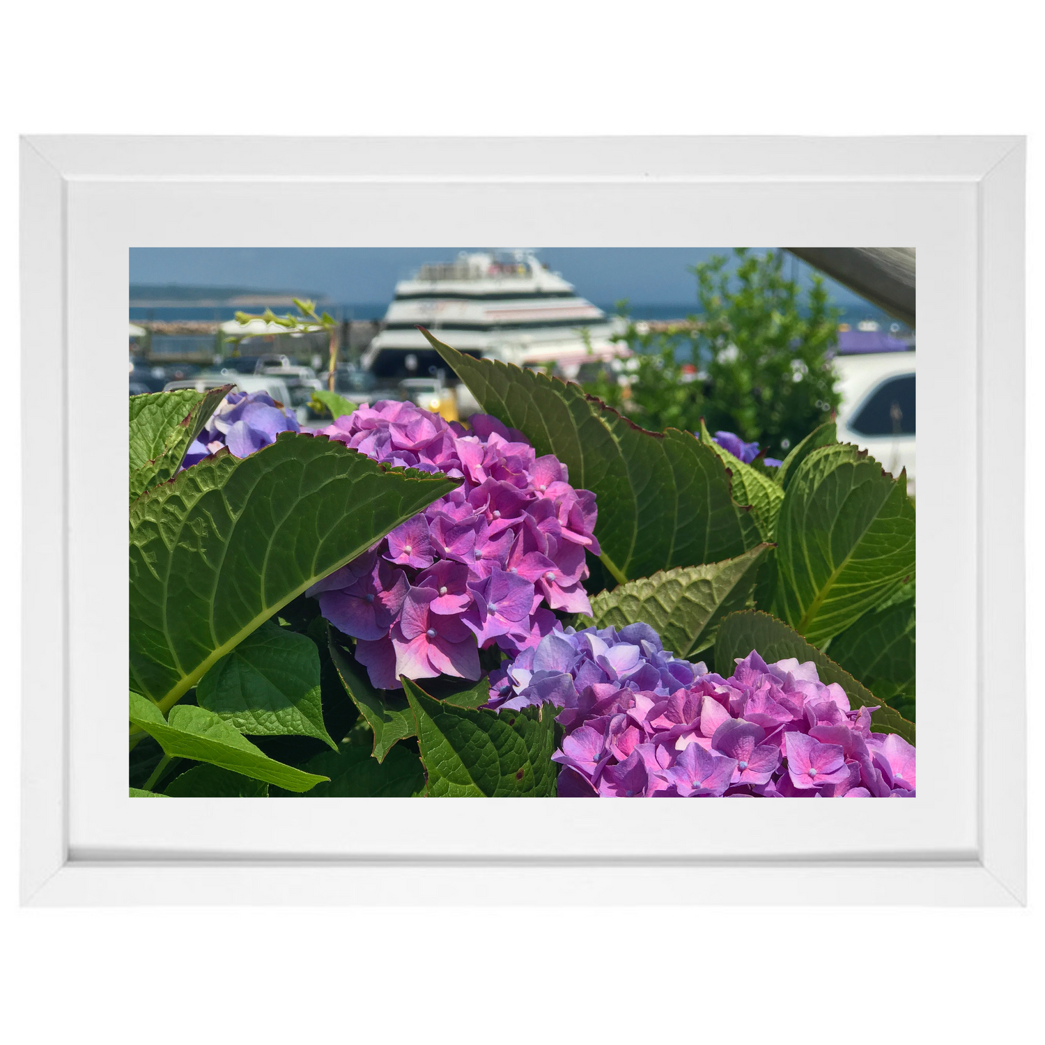 Hydrangea Ferry