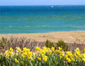 Daffy Days in Sconset