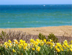Daffy Days in Sconset