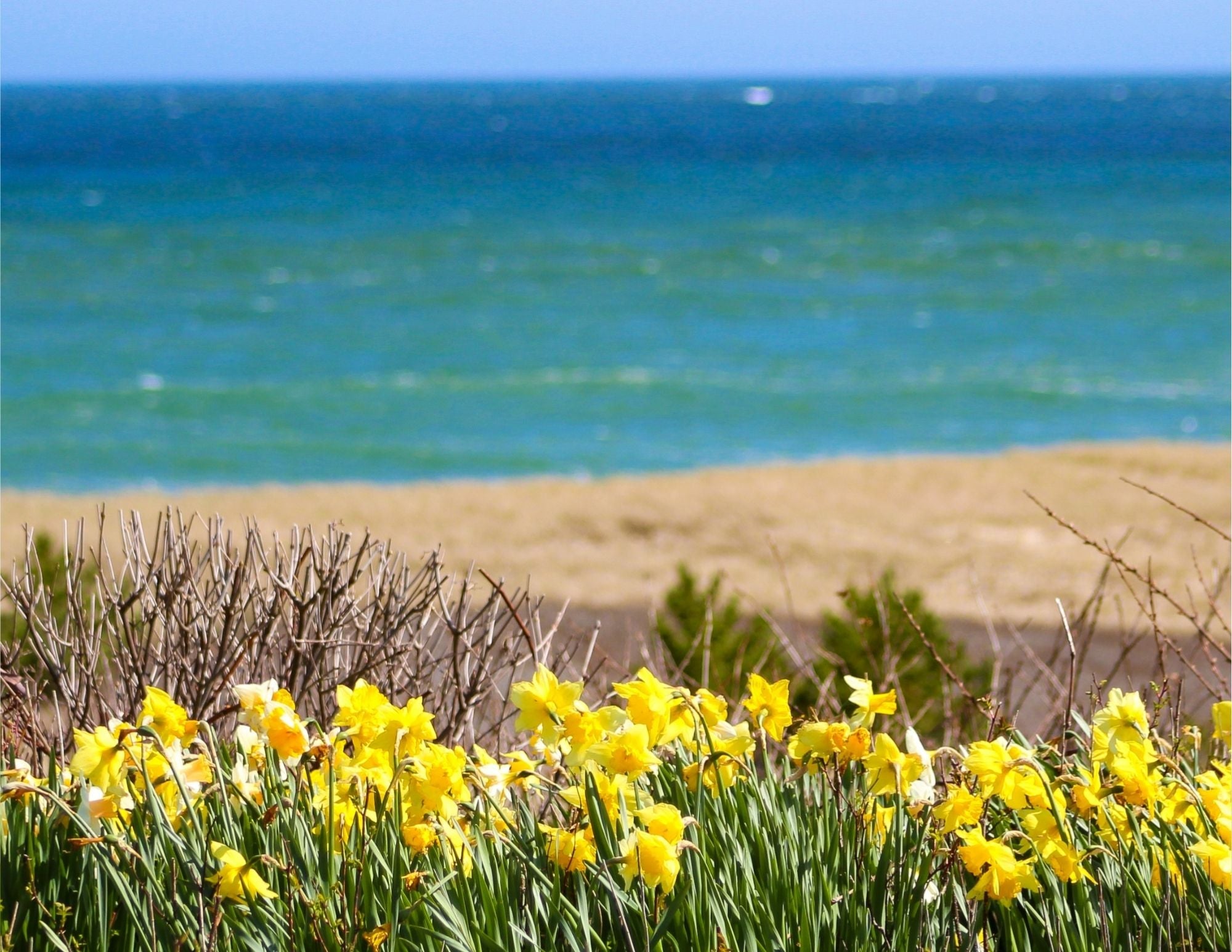Daffy Days in Sconset