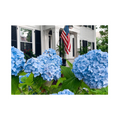 Edgartown Hydrangea Collection Prints - Blue Salute