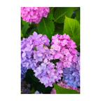Hydrangea Love