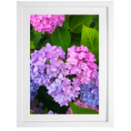 Hydrangea Love