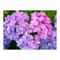 Hydrangea Love