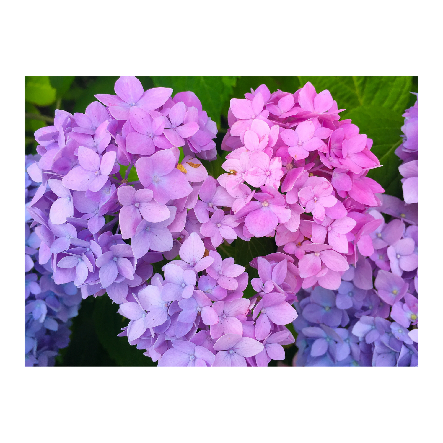 Hydrangea Love