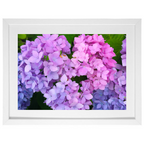 Hydrangea Love