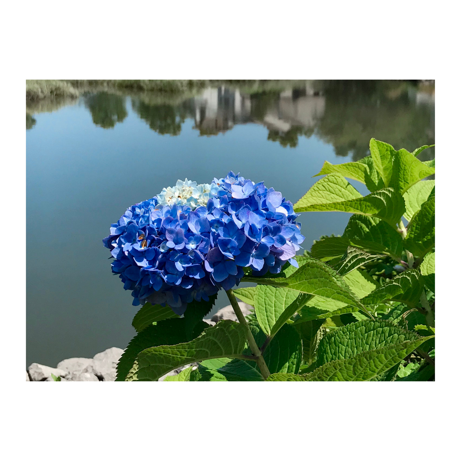 Roywaton Blues