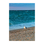Solitary Seagull