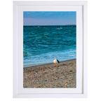 Solitary Seagull