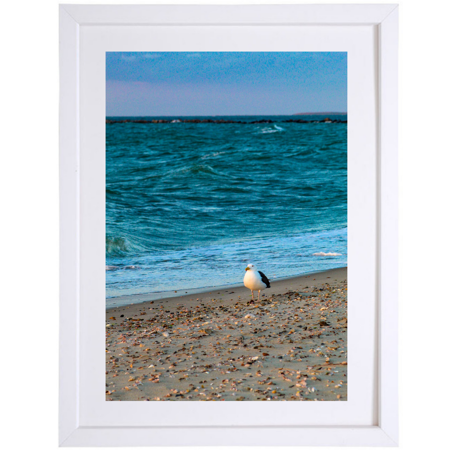 Solitary Seagull