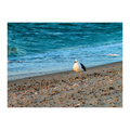 Solitary Seagull