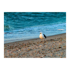 Solitary Seagull