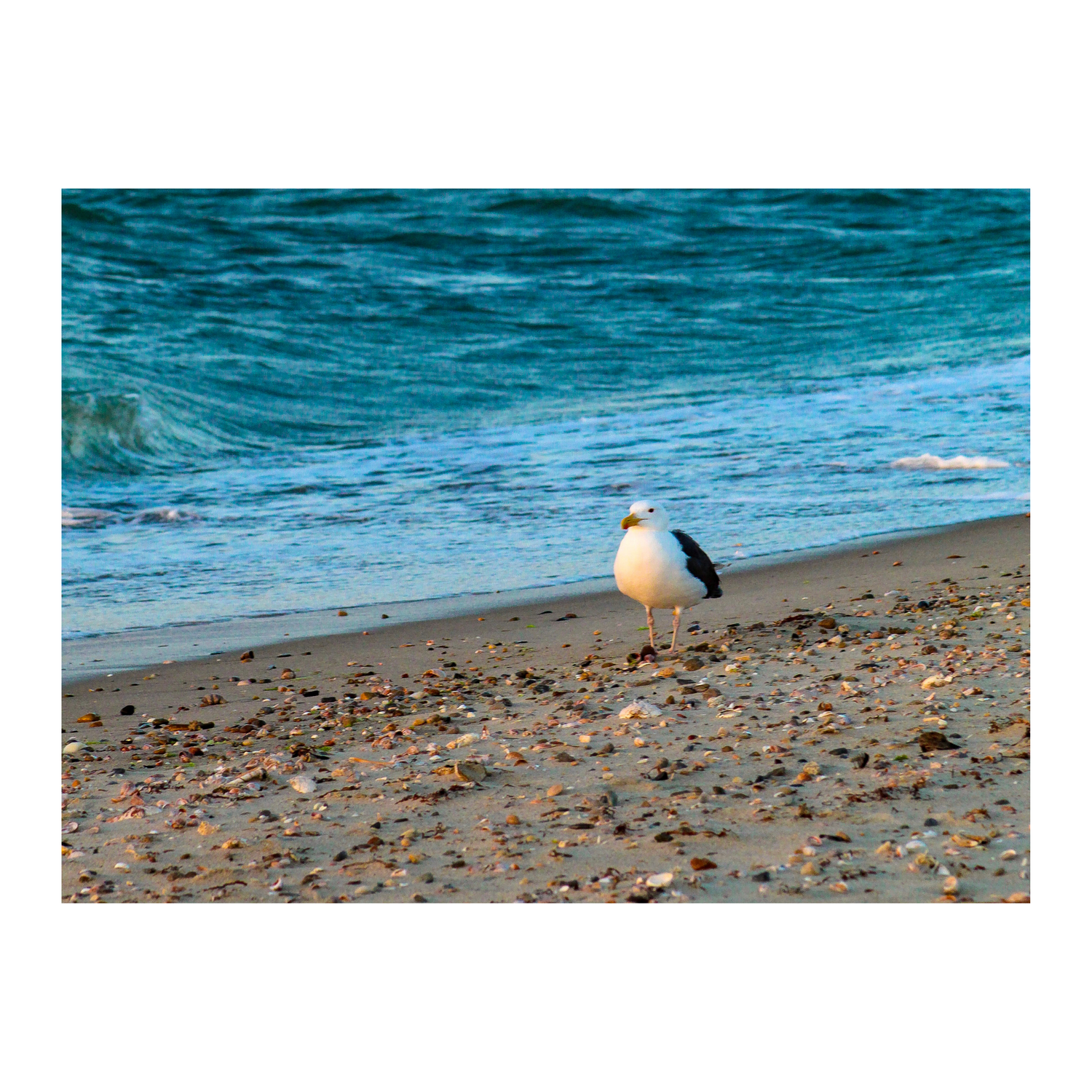 Solitary Seagull