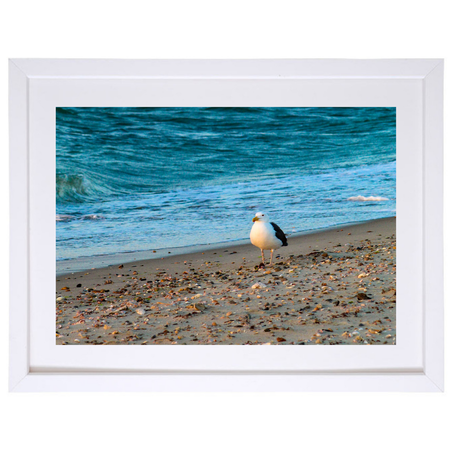 Solitary Seagull