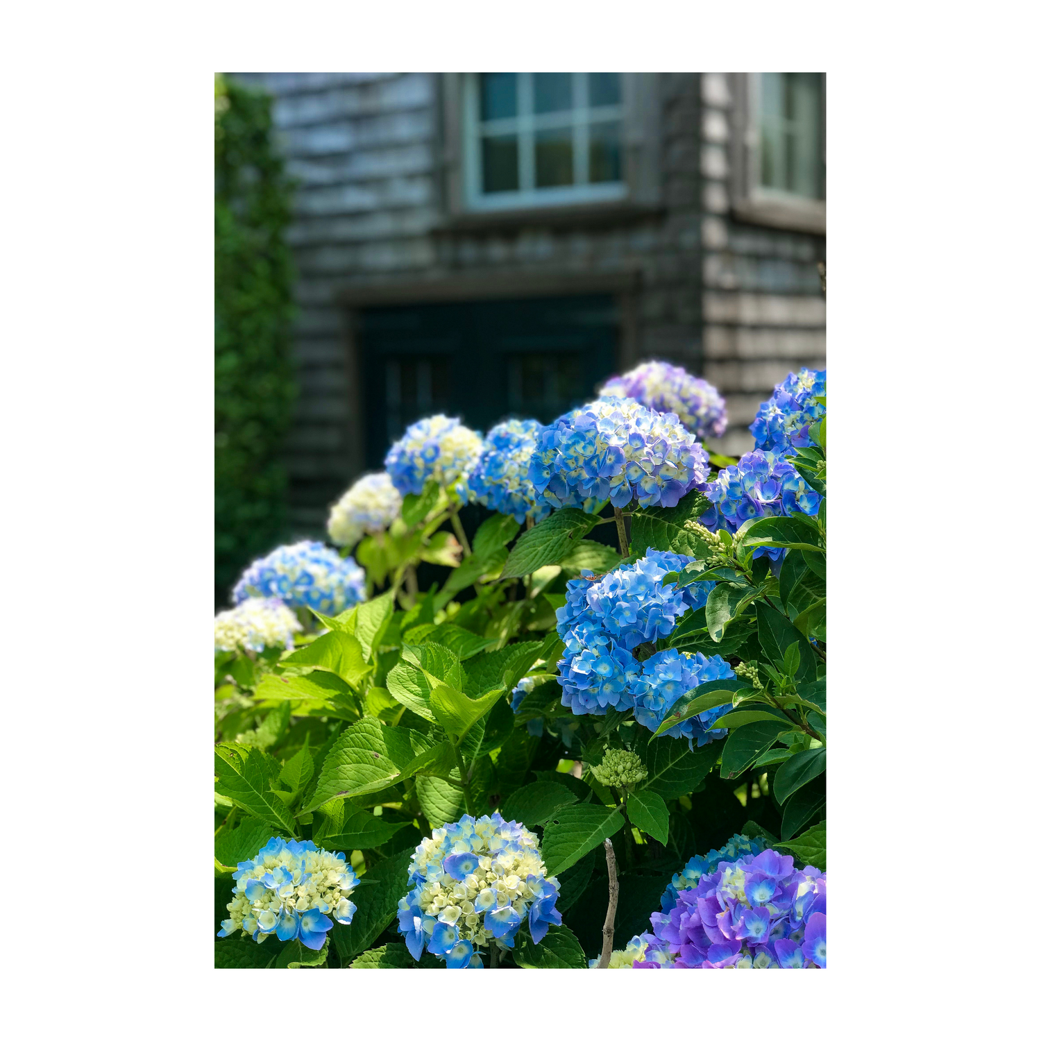 Sconset Blues