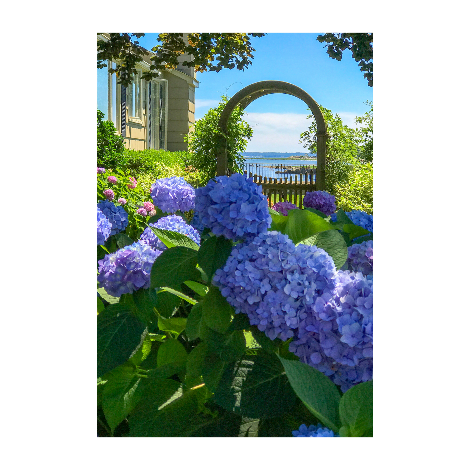Hydrangea Trellis