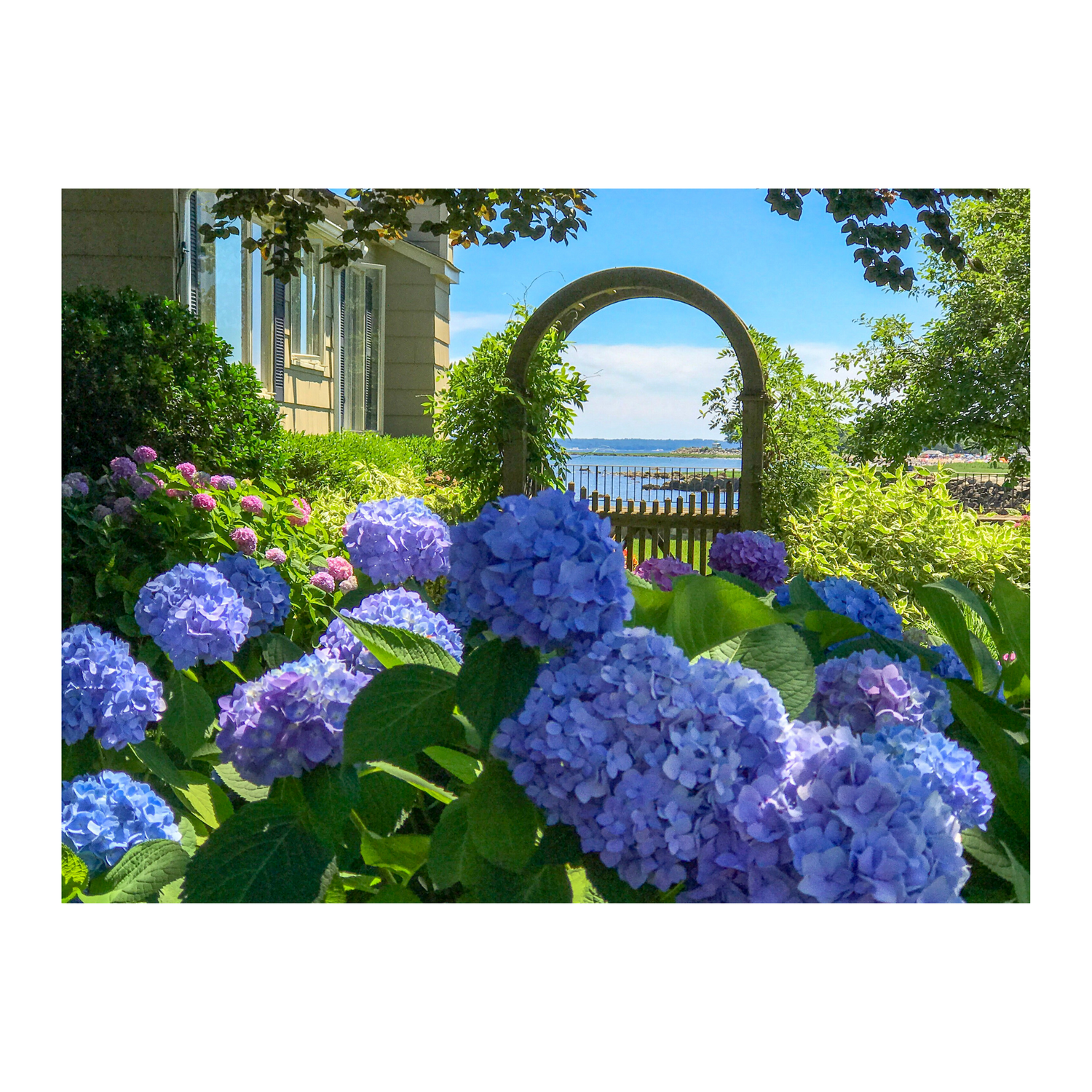 Hydrangea Trellis