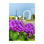 Chatham Hydrangea Collection - Trellis