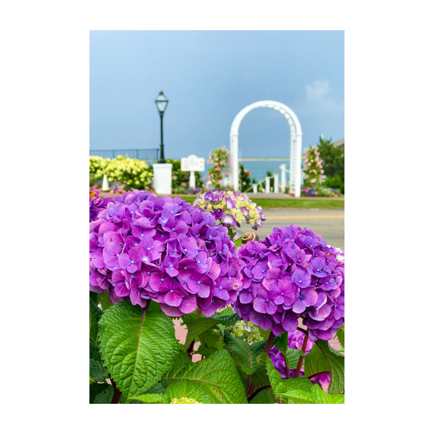 Chatham Hydrangea Collection - Trellis