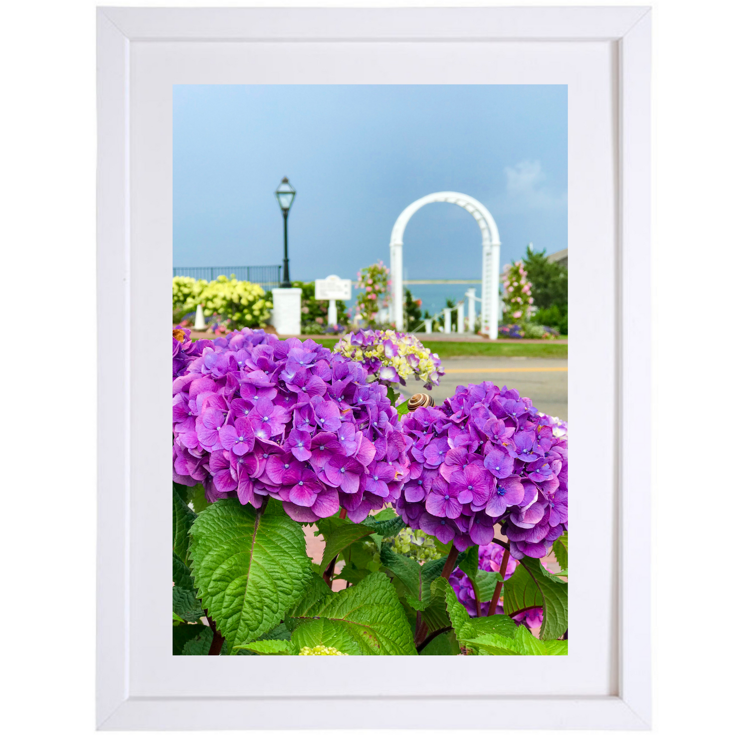 Chatham Hydrangea Collection - Trellis