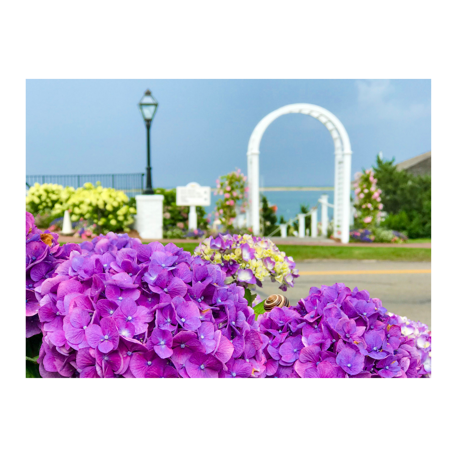 Chatham Hydrangea Collection - Trellis