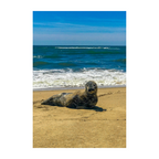 Seal Seduction