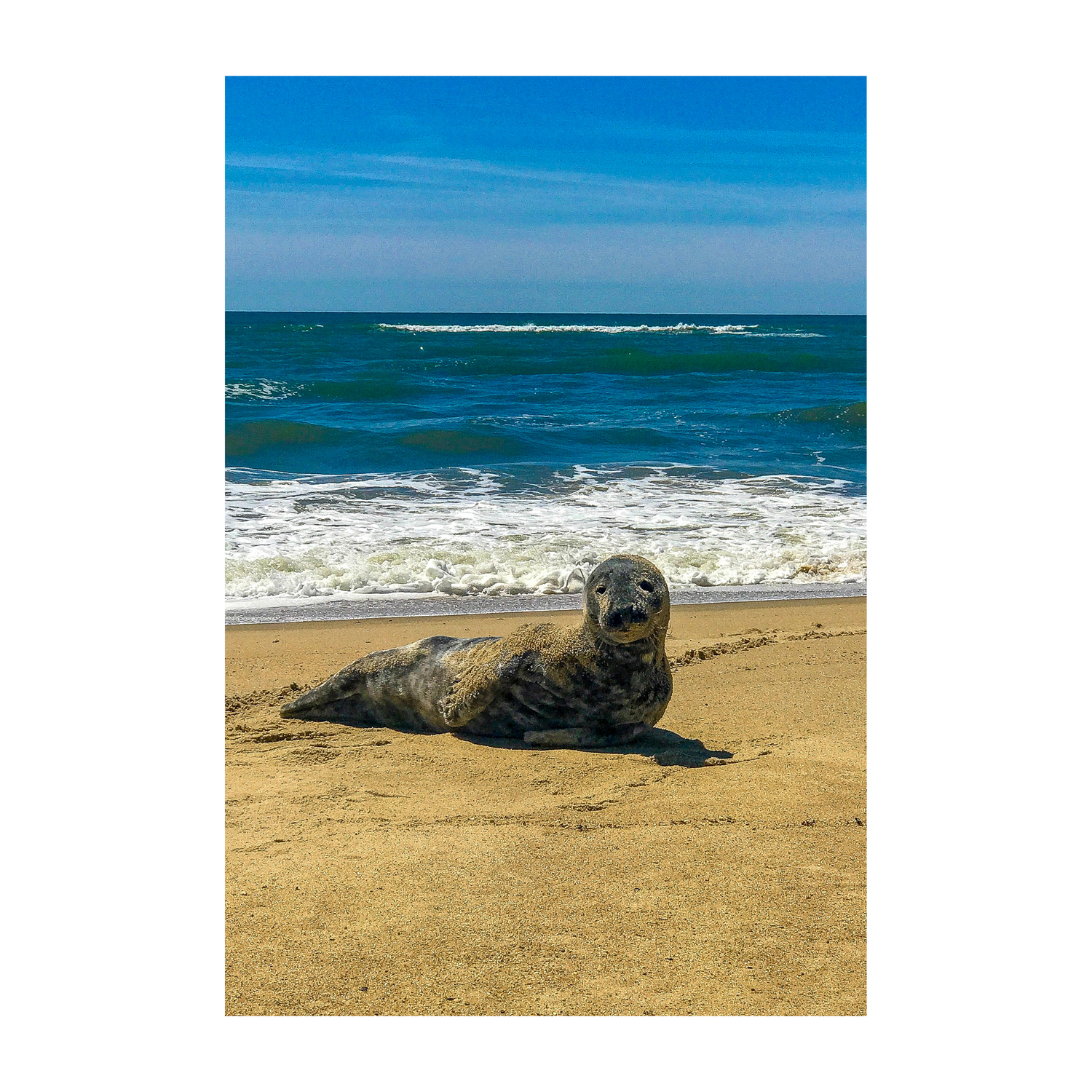 Seal Seduction