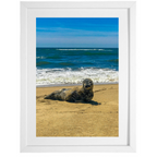 Seal Seduction