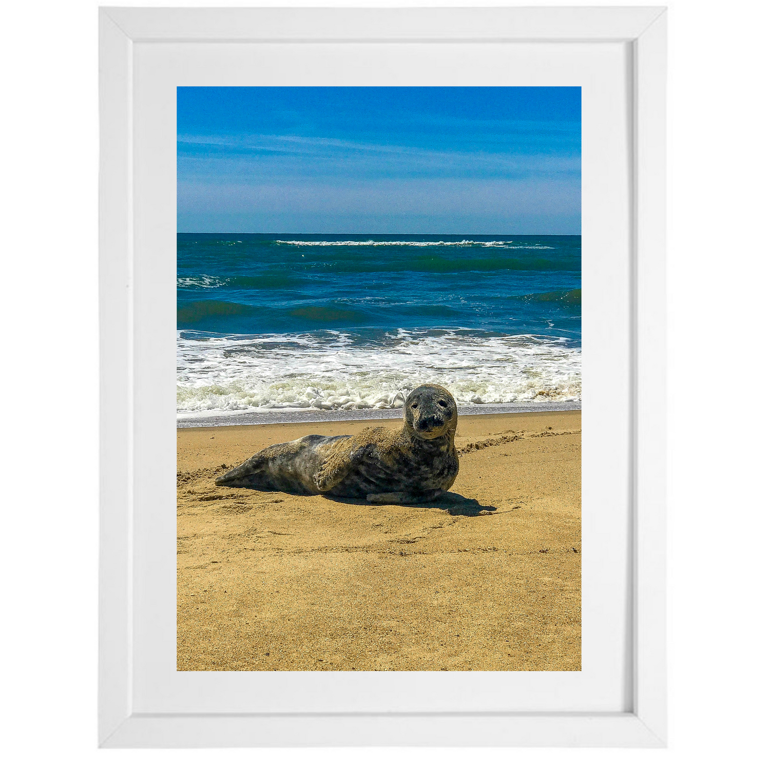 Seal Seduction