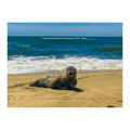 Seal Seduction