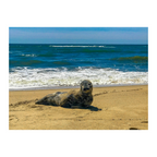 Seal Seduction